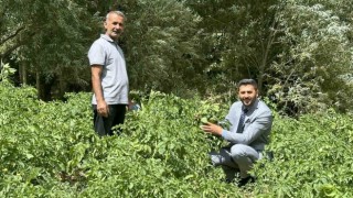 Yüksekovada patateste iyi verim bekleniyor
