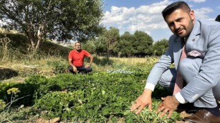 Yüksekovada yer fıstığı yeryüzüne çıktı