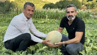Yüksekovada yetiştirilen kavunlar büyüklüğüyle dikkat çekiyor