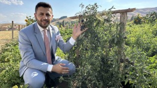 Yüksekovada yetiştirilen siyah domates Güney Amerikayı aratmıyor