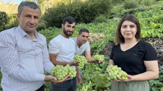 Yüksekovanın yerli üzümünün bereketi yüz güldürüyor