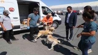176 sokak köpeği bekçi köpeği oldu