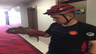 8 ayda bin 358 hayvan, çaresizliğin kıyısından alındı
