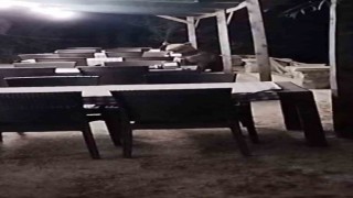 Aç ayı restoran bahçesinde yemek ararken görüntülendi