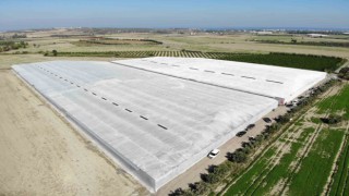 Afetzede kardeşler deprem bölgesinde 120 dönüm serada muz üretiyor