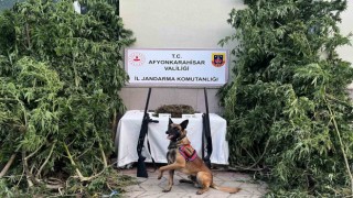 Afyonkarahisarda esrar ve kenevir yakalandı