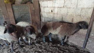 Ağıla giren başıboş köpekler 2 hayvanı telef etti