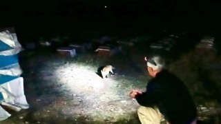 Ağrıda arıcılık yapan emekli polis, her akşam yanına gelen tilkileri elleriyle besliyor