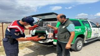 Ağrıda bitkin düşen tilki, jandarmanın hassas müdahalesiyle kurtarıldı
