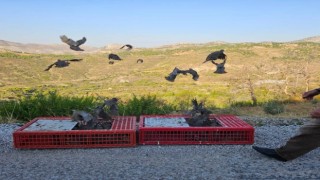 Aksekide orman yangınına karşı doğa dostu adım: 920 keklik salımı gerçekleştirildi