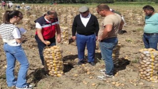 Altıntaşta patates ekiliş ve hasat kontrolleri