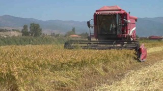 Amasyada çeltik hasadı