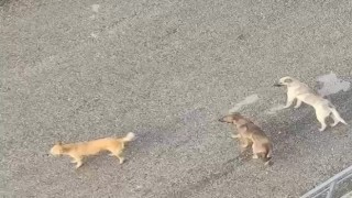 Ankara Mamakta vatandaşlar sahipsiz köpeklerin çokluğundan tedirgin