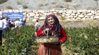 Antalyada aronya hasadı başladı