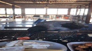 Antalyada restorana gelip kahvaltıya eşlik eden karga gülümsetti