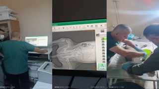 Araba çarpan yavru köpek için seferber oldular