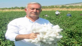 Araban Çukobirlik, 2024 yılı pamuk fiyatını açıkladı