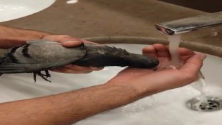 Asansöre sıkışan güvercini kurtaran şahıs, avcuyla su verdi