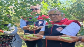 Aydında hünnap hasadı başladı