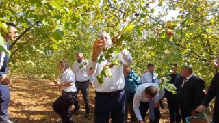 Bakan Işıkhan, işçilerle birlikte fındık topladı