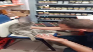 Balı fazla kaçıran kedi kendinden geçti