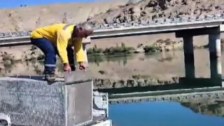 Balıklara zarar veren su samuru önce yakalandı sonra doğaya salındı