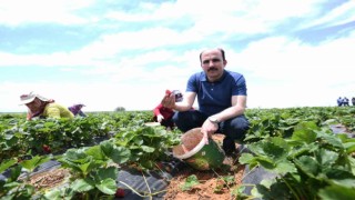 Başkan Altay: “Hüyük çileği AB tescili alan Konyamızın ilk ürünü oldu, hayırlı olsun