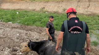 Bataklığa düşen ineği itfaiye kurtardı