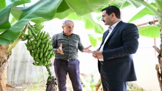 Battalgazide muz hasadı başlıyor
