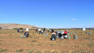 Bayburtta patates hasadına başlandı