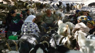 Berivanlar son demlerini yaşıyor
