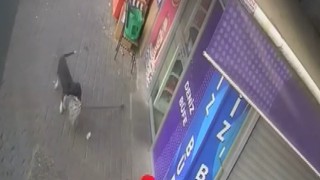 Beslediği köpek hırsız çıktı