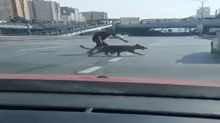 Beylikdüzü E-5te sürücülerden köpek kurtarma operasyonu