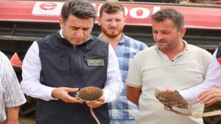 Bilecikte bu yıl ayçiçeği rekoltesinde artış yaşandı