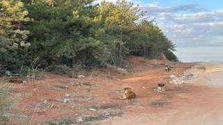 Bilecikte vatandaşlar sürü halindeki köpeklerden tedirgin