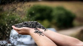 Bilecikte yağlık ve çerezlik ayçiçeği hasadı başladı