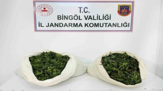 Bingölde 3 bin kök kenevir ve 21 kilo esrar ele geçirildi