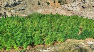 Bingölde 5 bin kök kenevir bitkisi ele geçirildi