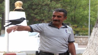 Bu karga her gün mesai yapıyor