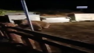 Bursada ayının saldırısından son anda kurtuldu: O anlar kamerada