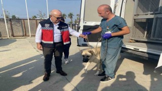 Büyükçekmecede her işyerine köpek