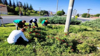 Büyükşehir, yabancı otlarla mücadele ve bakım çalışmalarına hız verdi