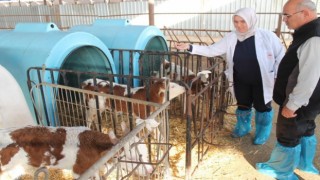 Buzağı destekleme ödemeleri başladı