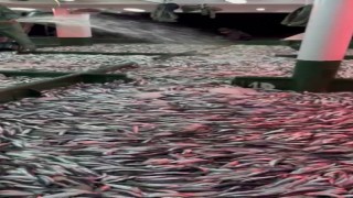 Çanakkalede gırgır teknesiyle açılan balıkçılar 30 ton sardalya avladı