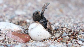 Çıralıda caretta caretta rekoru