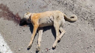 Çoban köpeğinin ezilerek öldürülmesiyle başlayan kavgada biri çocuk 7 kişi yaralandı