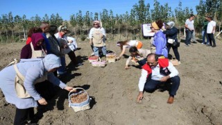 Çorumda safran üretimi için ilk adım atıldı