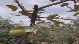 Dallarında meyvesi olan ağaç tekrar çiçek açtı