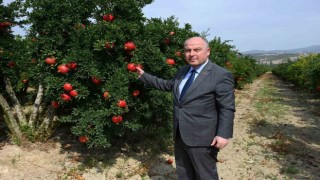 Denizlide bu yıl 50 bin tonun üzerinde nar hasadı bekleniyor