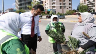 Denizlide susuzluğa dayanıklı yeşil bitki dönemi başlıyor